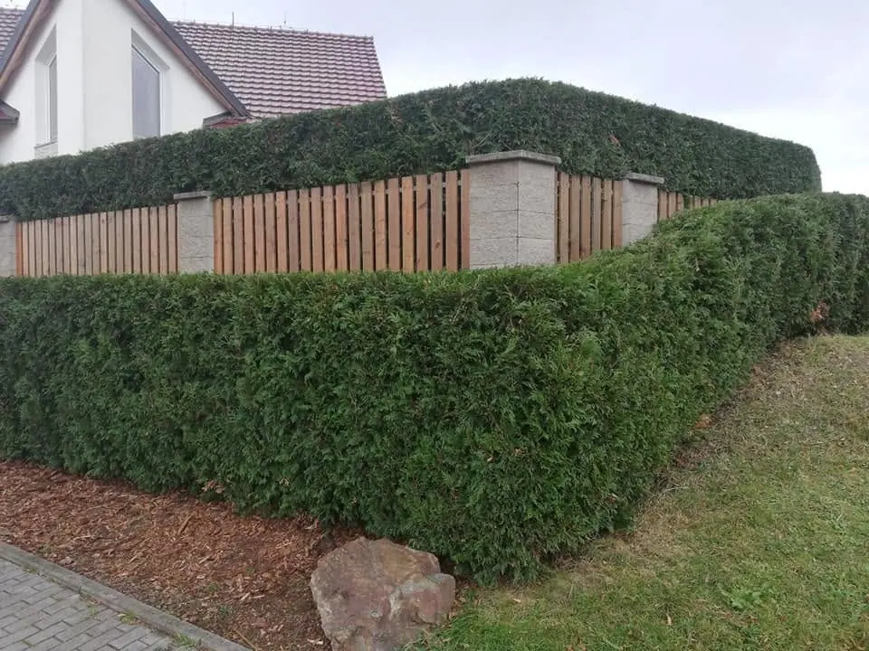 Tvarování živých plotů — fotografie 1
