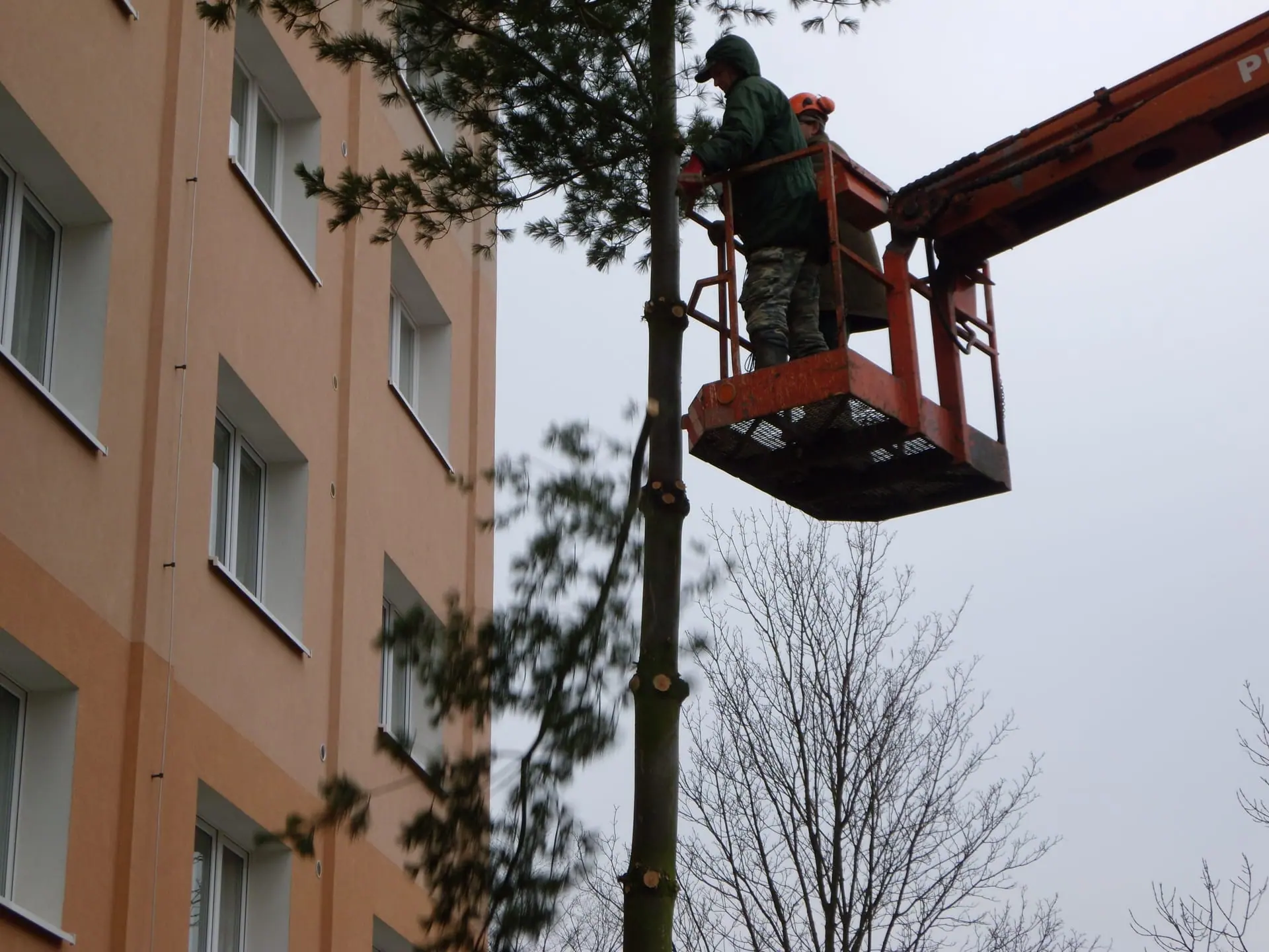 Řez dřevin — fotografie 6